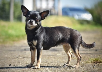 Étalon Chihuahua - Turlutte De L’Empreinte De Maitouck
