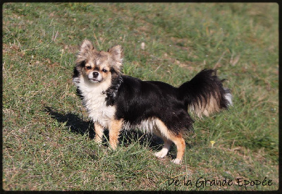 Étalon Chihuahua - expeliarmus Petite valkyrie