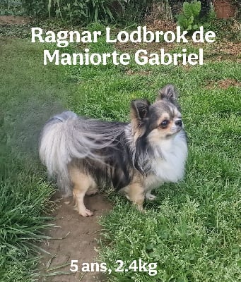 Étalon Chihuahua - Ragnar lodbrok De Maniorte Gabriel