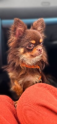 Étalon Chihuahua - markiza filihauz King star