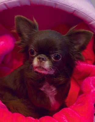 Étalon Chihuahua - markiza filihauz Simona