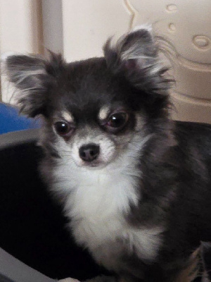 Étalon Chihuahua - Uness Du Dahlia Rose Imperial