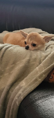 Étalon Chihuahua - Tokyo de Sir Scratch and Co