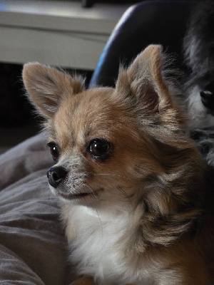 Étalon Chihuahua - Shanel Del Sole Splendente