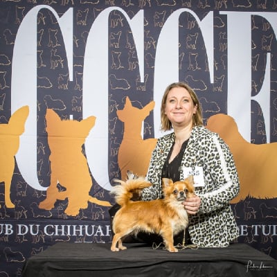 Étalon Chihuahua - CH. Un petit rayon de soleil Des graines de stars