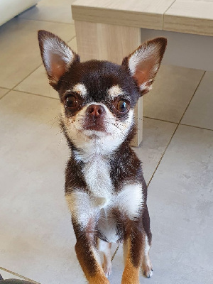 Saxo De La Contrée Des Elfes