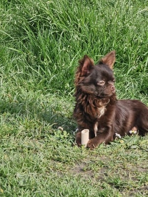 Étalon Chihuahua - Ugo love des parfums d'ambre