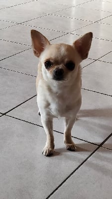 Étalon Chihuahua - Si impérial life du Diamant d'Or