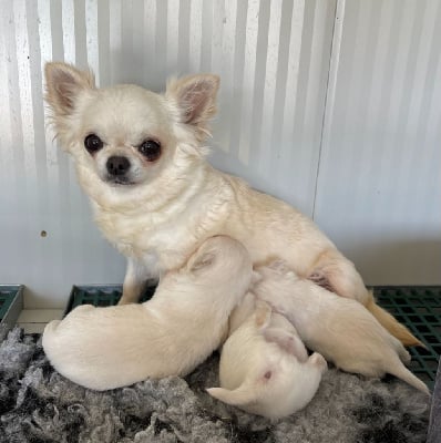 Étalon Chihuahua - elith Qt pie