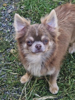 Étalon Chihuahua - Ulysse le tendre des parfums d'ambre