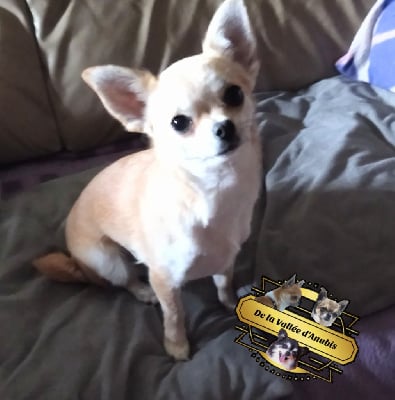 Étalon Chihuahua - Violette belle améthyste De la vallée d'Anubis