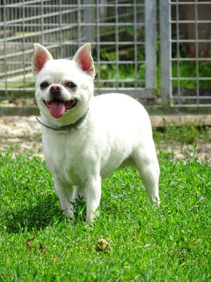 Étalon Chihuahua - Of my honey moon Du Clos Shooting Star