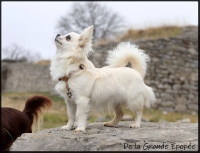 Étalon Chihuahua - Unique cherie secret of angels