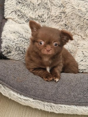 Étalon Chihuahua - Alyssia des parfums d'ambre