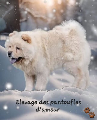 Étalon Chow Chow - Peabody des leetchy d'oska