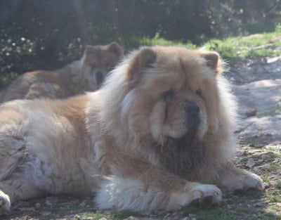 Étalon Chow Chow - Tourment d?amour Du Mont Victoire