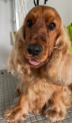 Étalon Cocker Spaniel Anglais - Sky des vents d'océan