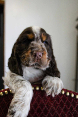 Étalon Cocker Spaniel Anglais - Udaya (Sans Affixe)