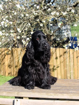 Étalon Cocker Spaniel Anglais - Valhalla alias ettie du Grand Cougnot