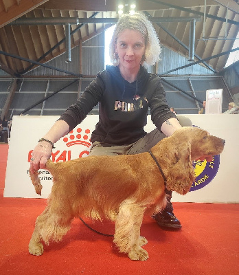 Étalon Cocker Spaniel Anglais - Valrhona du chemin des cavaliers