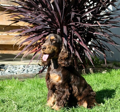 Étalon Cocker Spaniel Anglais - Ullysse (Sans Affixe)