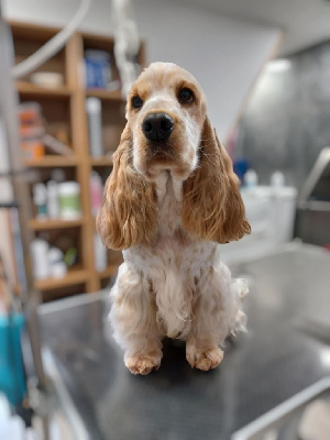 Étalon Cocker Spaniel Anglais - Wonder woman ohana de la vallée de rainbow