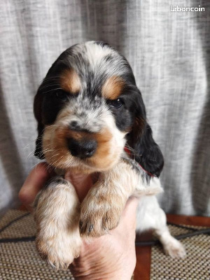 Étalon Cocker Spaniel Anglais - Urus dit udson (Sans Affixe)