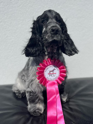 Étalon Cocker Spaniel Anglais - Xclusivité Du Pré Aux Etocs