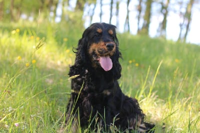 Étalon Cocker Spaniel Anglais - Terrible nezuko Du Domaine D'Anteros