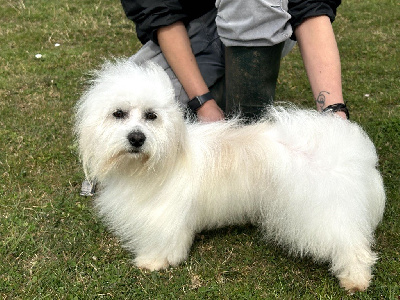 Étalon Coton de Tulear - Up and up de la rivière des Aulnes