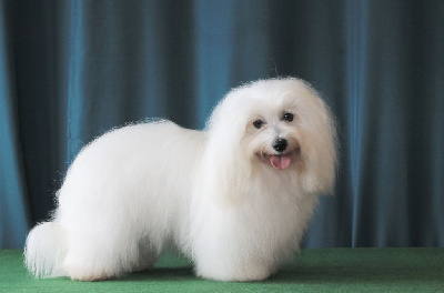 Étalon Coton de Tulear - CH. Surprise queen du Castel de la Roche aux Fées