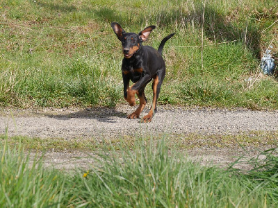 Étalon Dobermann - U-lilith Des Crocs De La Fournaise