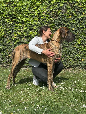 Étalon Dogue allemand - Des Gardiennes De Reves Xilou dit violette