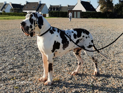 Étalon Dogue allemand - Salma de la Benjamine
