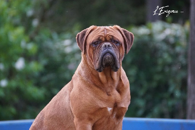 Étalon Dogue de Bordeaux - Wicca de l'exigence