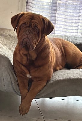 Étalon Dogue de Bordeaux - Sweety gaïa Du Charme Berronais