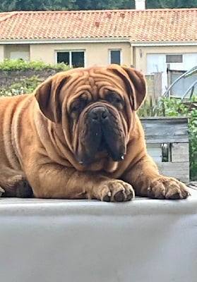 Étalon Dogue de Bordeaux - Sirius black Du Charme Berronais