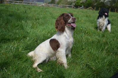 Étalon English Springer Spaniel - Sidja of Killkerrygal