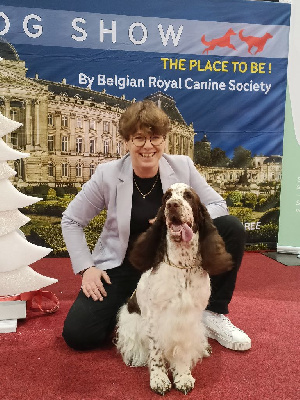 Étalon English Springer Spaniel - Saturday nights alright dite snow Du petit coin tranquil