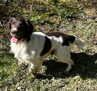 Étalon English Springer Spaniel - TR. Sologne Hunters's Ulysse 2