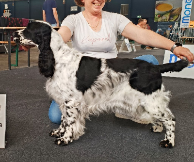Étalon English Springer Spaniel - Sweet dream Du petit coin tranquil