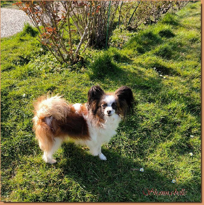 Étalon Epagneul nain Continental (Papillon) - Shanna-belle du Pre Mely de Laureden