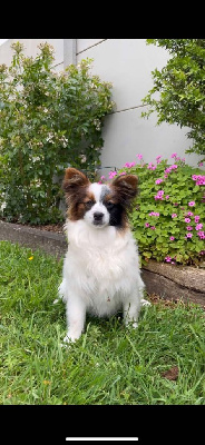 Étalon Epagneul nain Continental (Papillon) - Upsala Du pré moussey