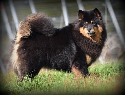 Étalon Eurasier - Tandoora du royaume d'ebene