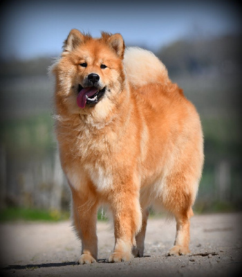 Étalon Eurasier - Ubee des Legendes de Retz