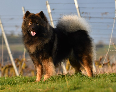 Étalon Eurasier - Unpoko des Legendes de Retz