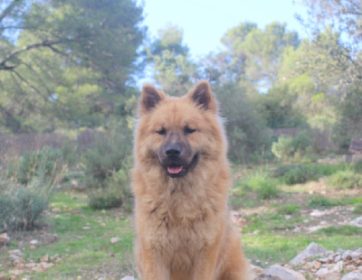 Étalon Eurasier - Une étoile Du Mont Victoire