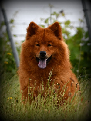 Étalon Eurasier - Tchanka des Legendes de Retz