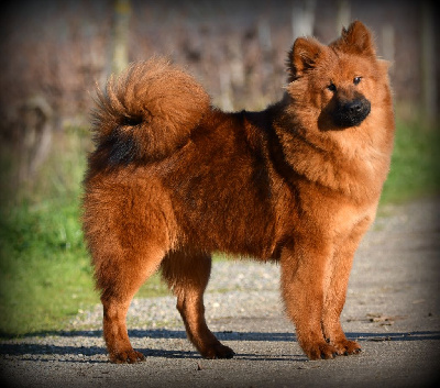Étalon Eurasier - Vitany des Legendes de Retz
