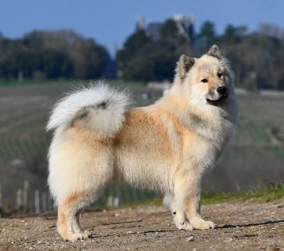 Étalon Eurasier - family spitz Bravo